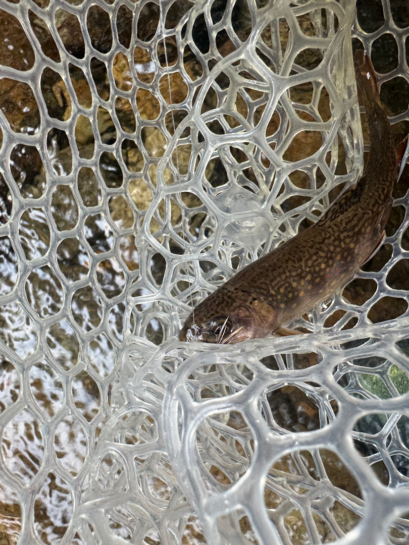 A small brook trout resting in a clear rubber net