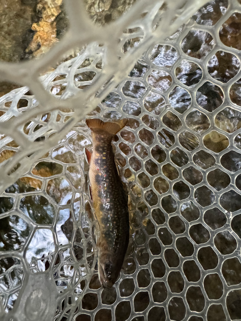 Close view of a small brook trout in the net