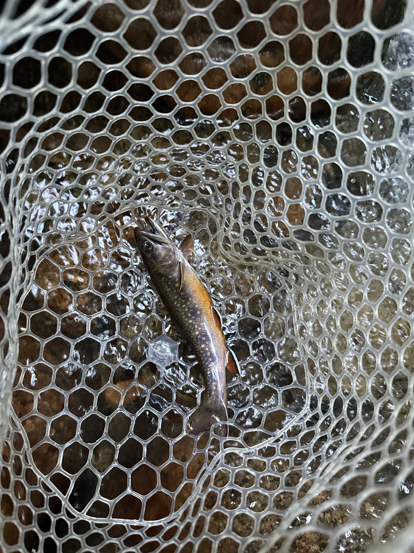 A brook trout in a clear net over the stream