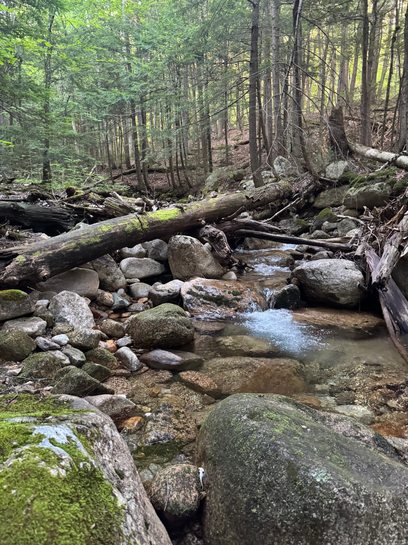 A shaded boulder creek beneath a fallen log