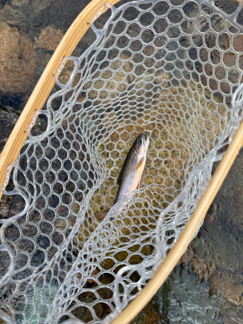 A brook trout resting in a wooden landing net