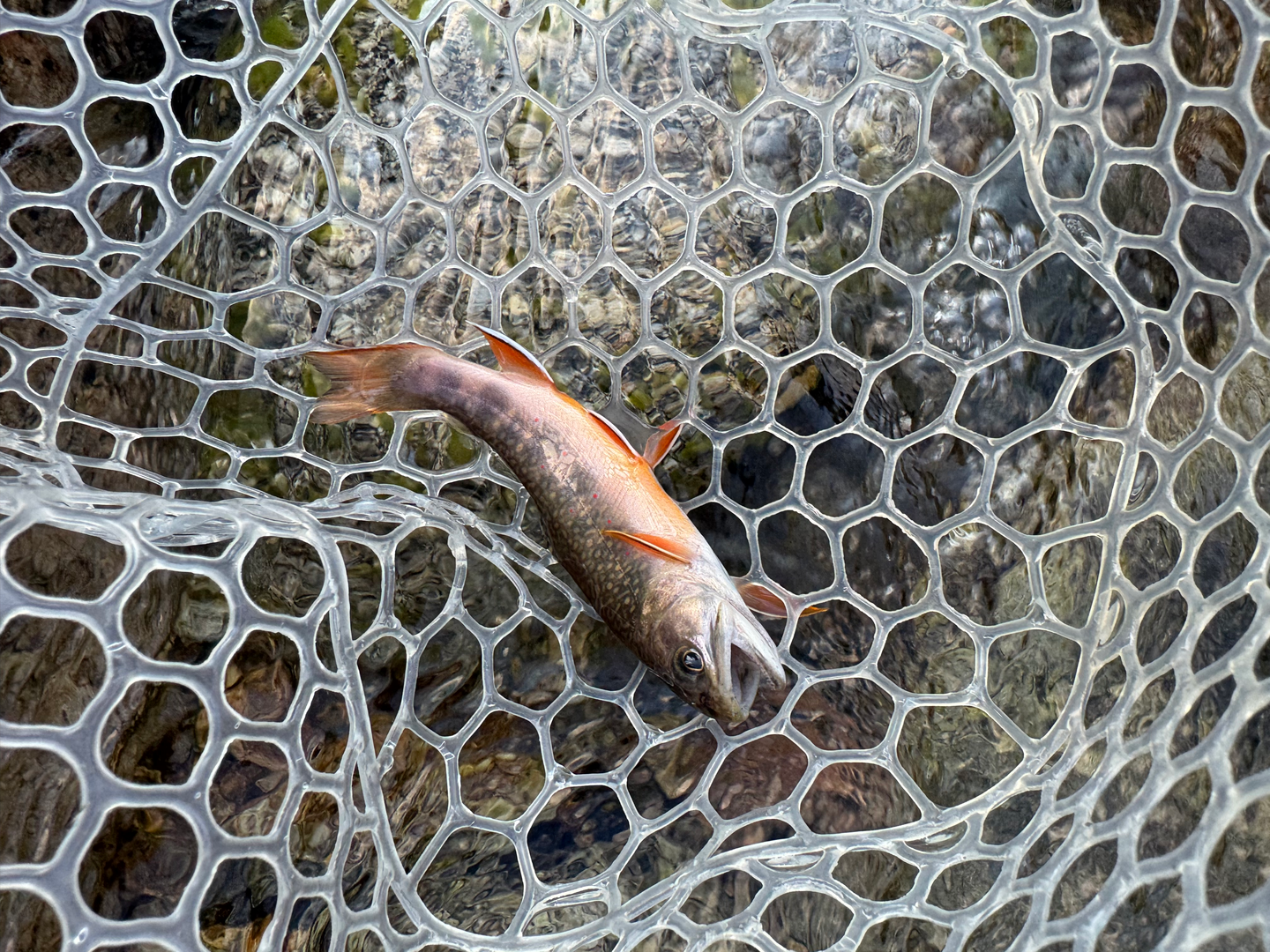 A brook trout in a clear net above the streambed