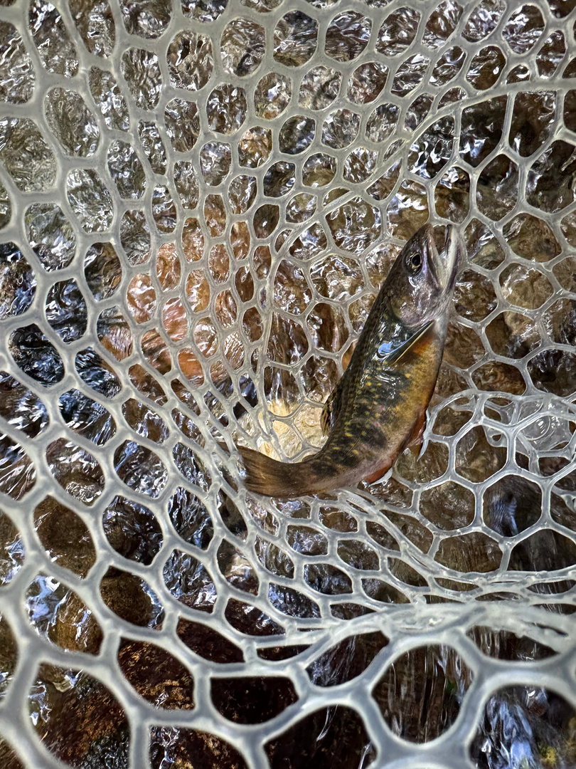 A dark brook trout curled in a clear rubber net