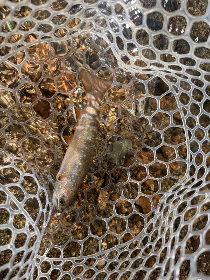 A speckled brook trout in warm afternoon light