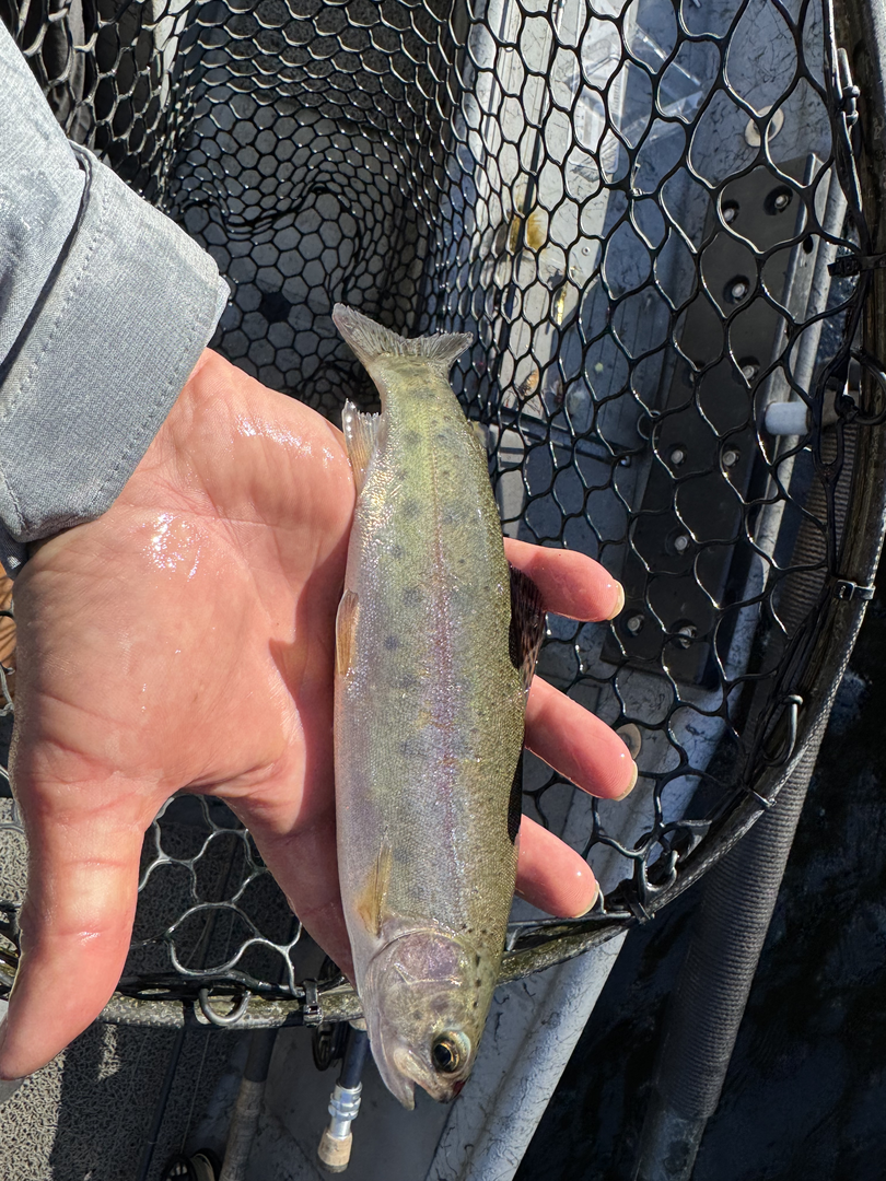 interesting coloration