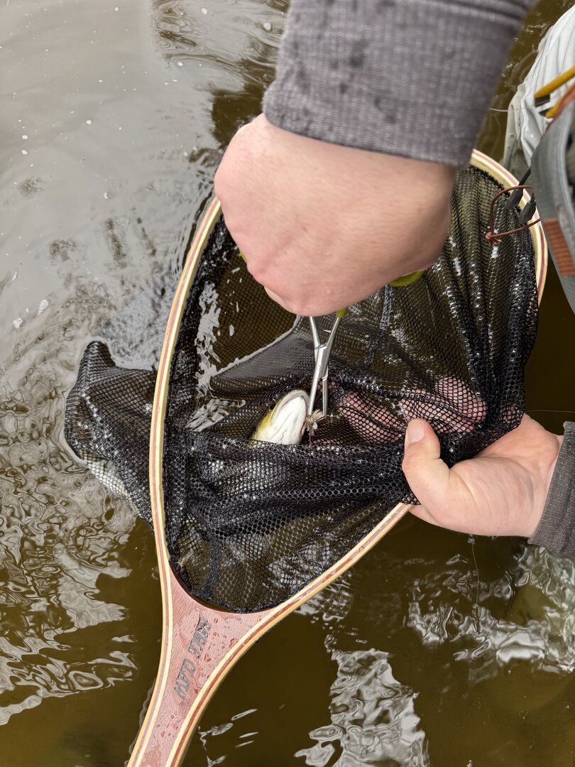 brown trout on an adams during a hatch
