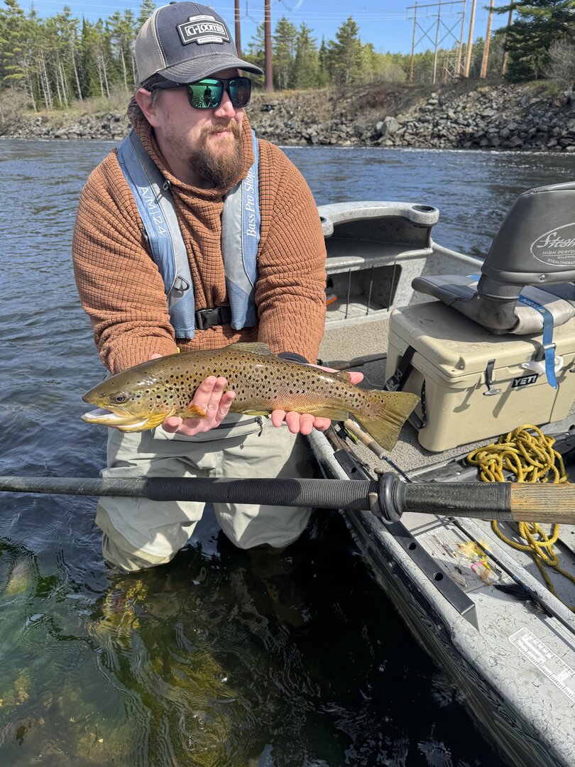 Brown trout boatside