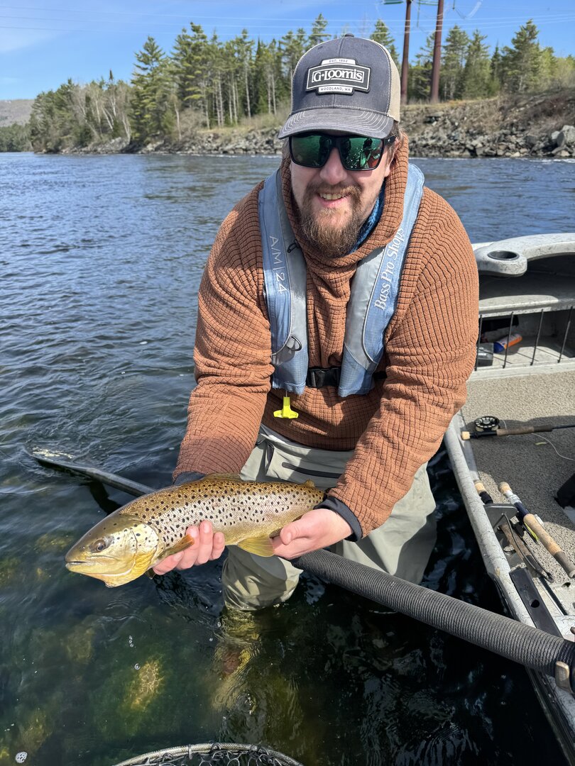 Brown trout in the grip