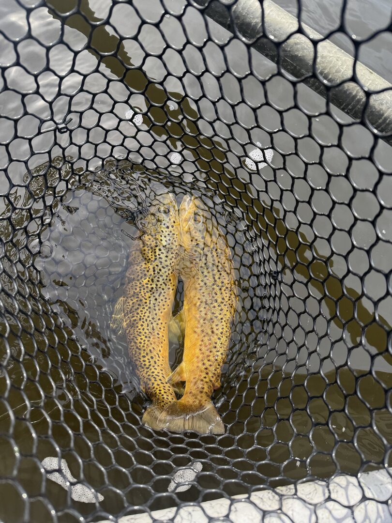 Doubleheader browns in the net