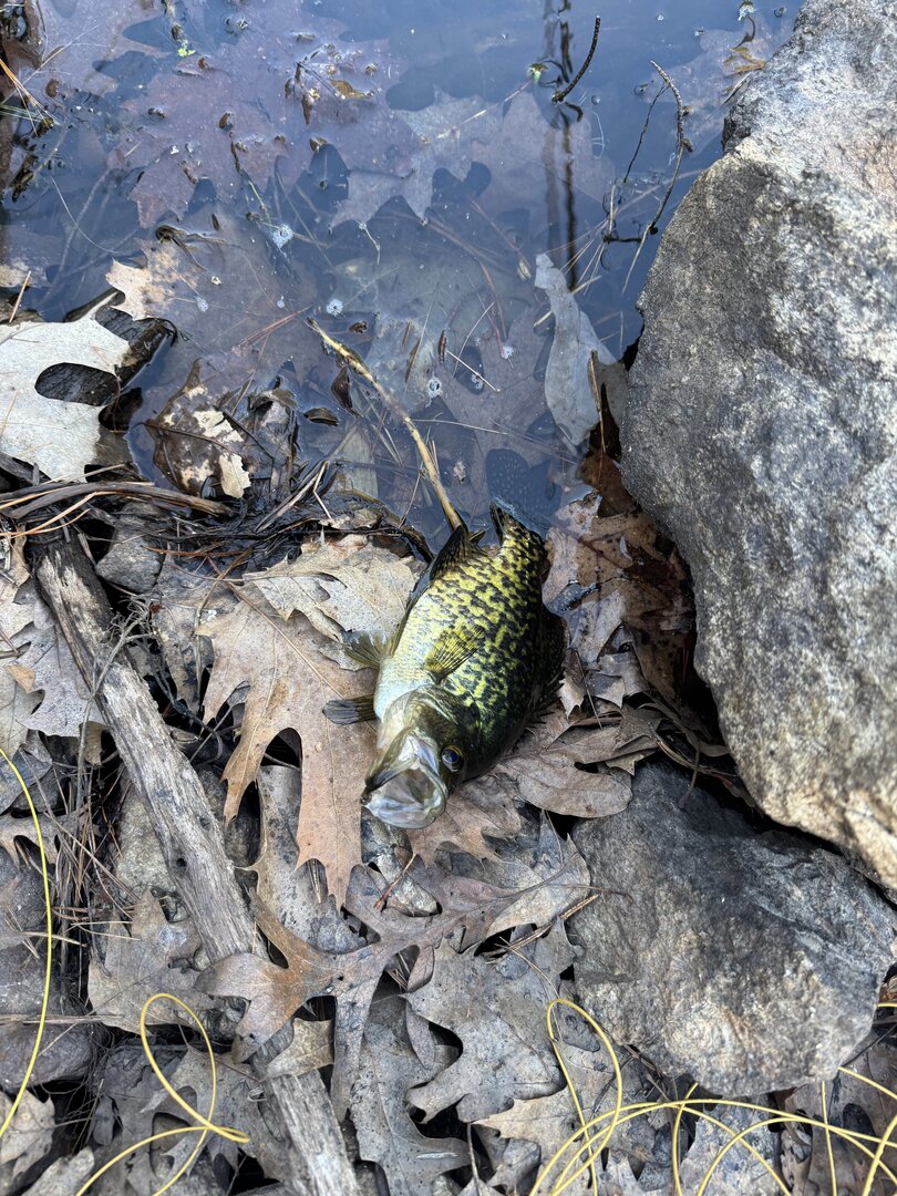Early season crappie