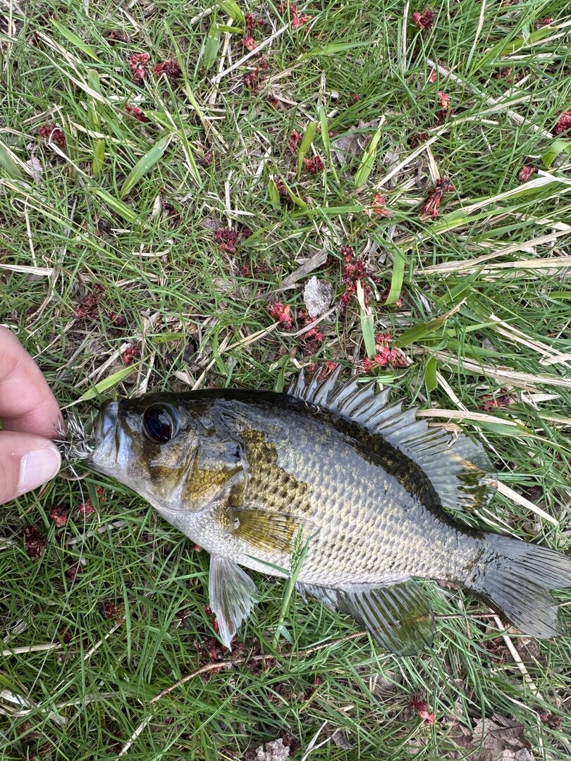 Rock bass on a fly