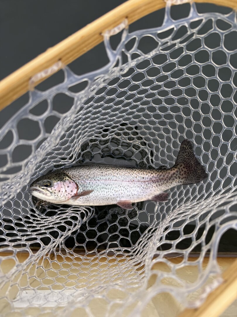 Spring stocker rainbow in the net