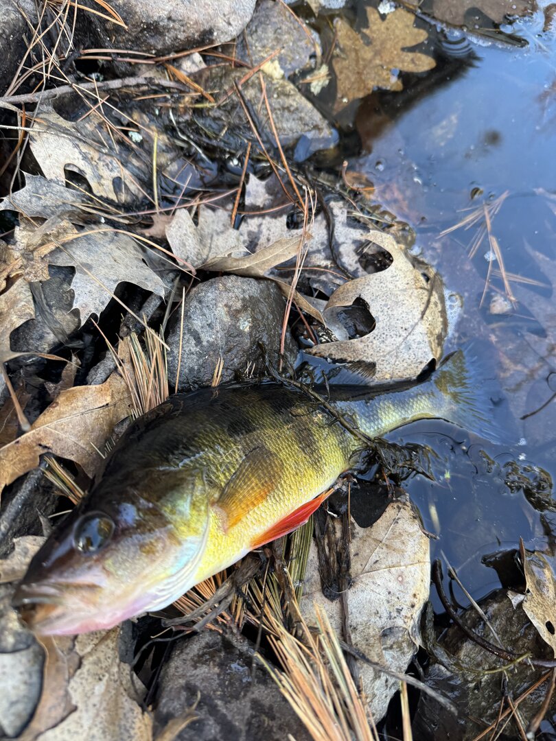 Yellow perch in the shallows